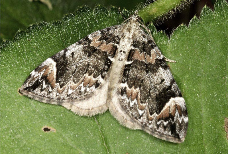 Geometridae - Dysstroma citrata e Dysstroma truncata